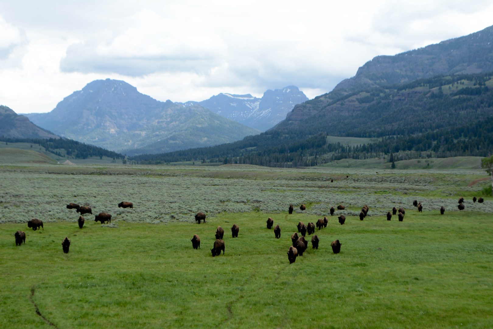 Bison in Lamar Valley Yellowstone NP Wyoming George Wuerthner