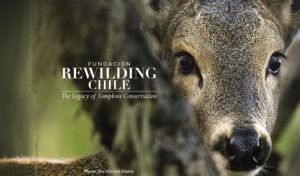Rewilding Chile is Launched