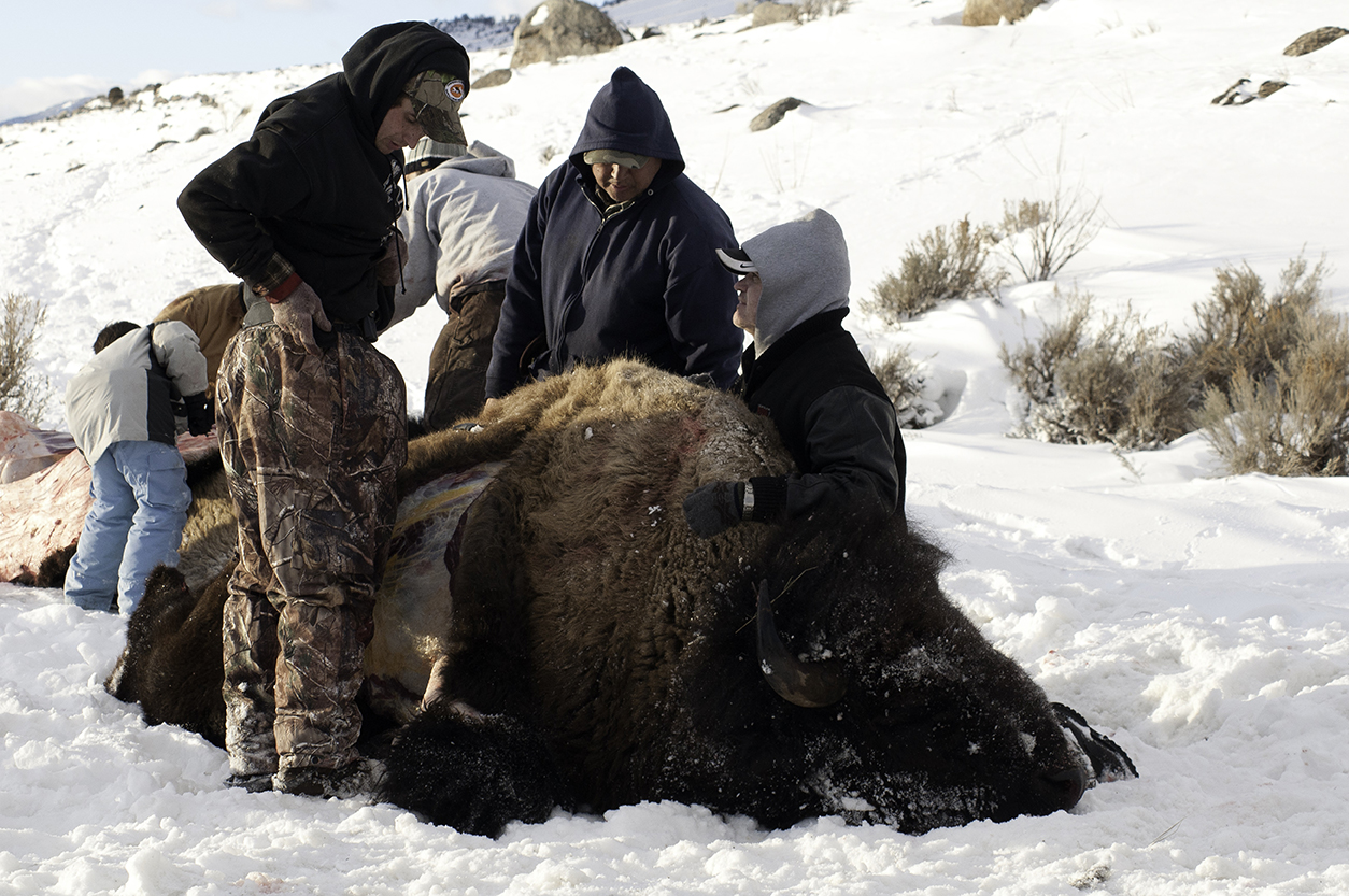 Hunters gutting bison shoot on Gallatin NF by Gardiner Montana
