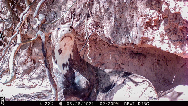 Teuco can be identified by the unique pattern on his throat. Photo taken by a camera trap.