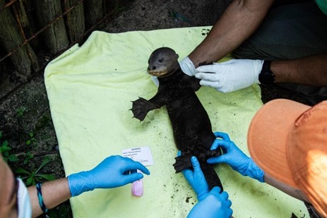 The female giant river otter pup during the sex determination analysis.