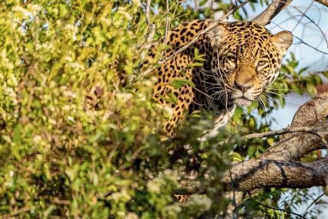 Arami, the 1st Jaguar Born in the World's First Breeding Program for the  Endangered Species, is Released in Argentina - Rewilding