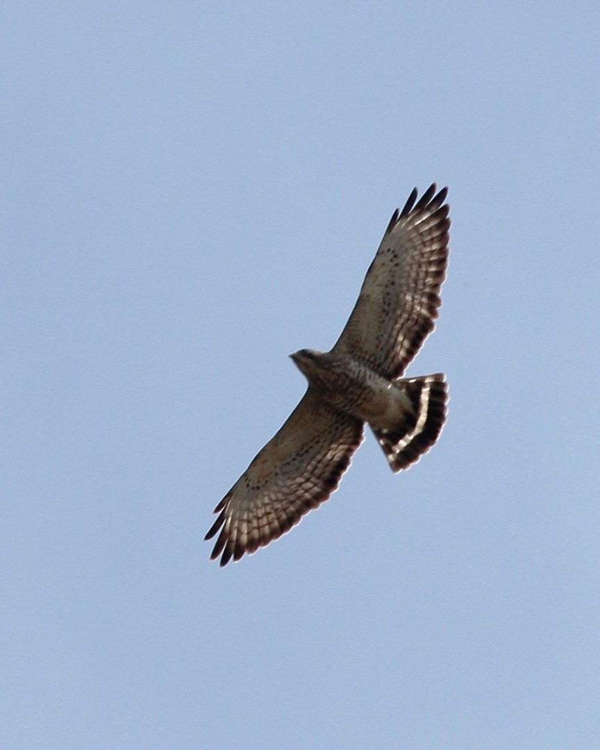 a Broad-Winged Hawk spiraling at treetop height