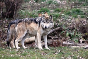Court Ruling: Federal Government Must Address Poaching in Mexican Gray Wolf Recovery Plan