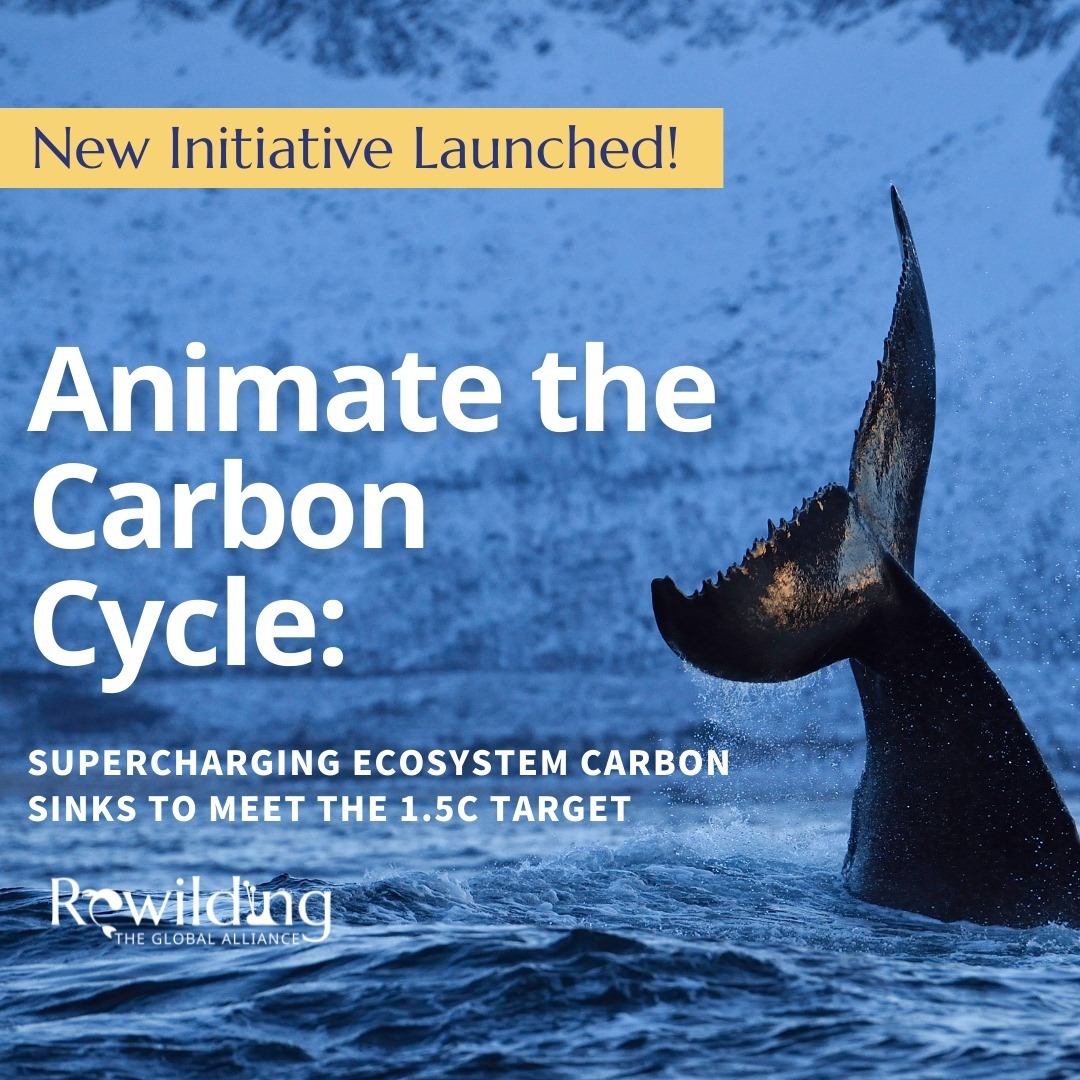 Animate the Carbon Sink