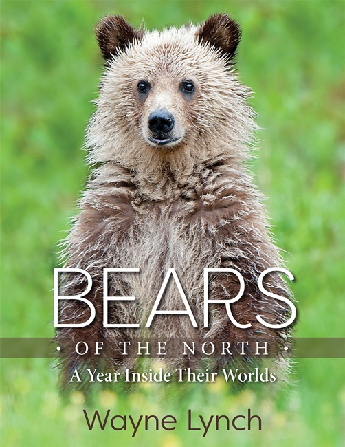Bears of the North: A Year Inside Their Worlds by Wayne Lynch