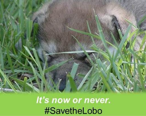 Save The Lobo pup graphic