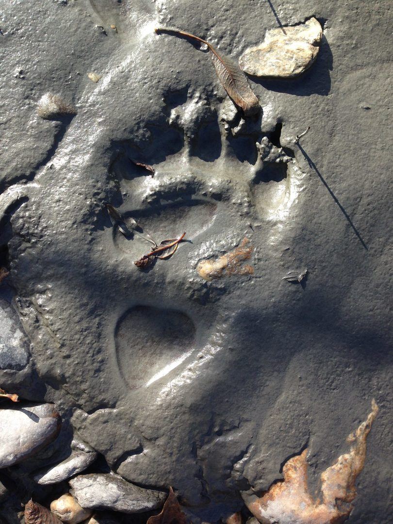 Grizzly track in mud