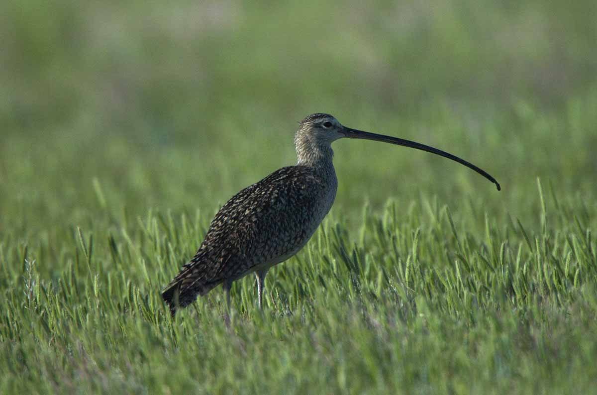 Long-billed curlew PC - Jess Alford for SPLT