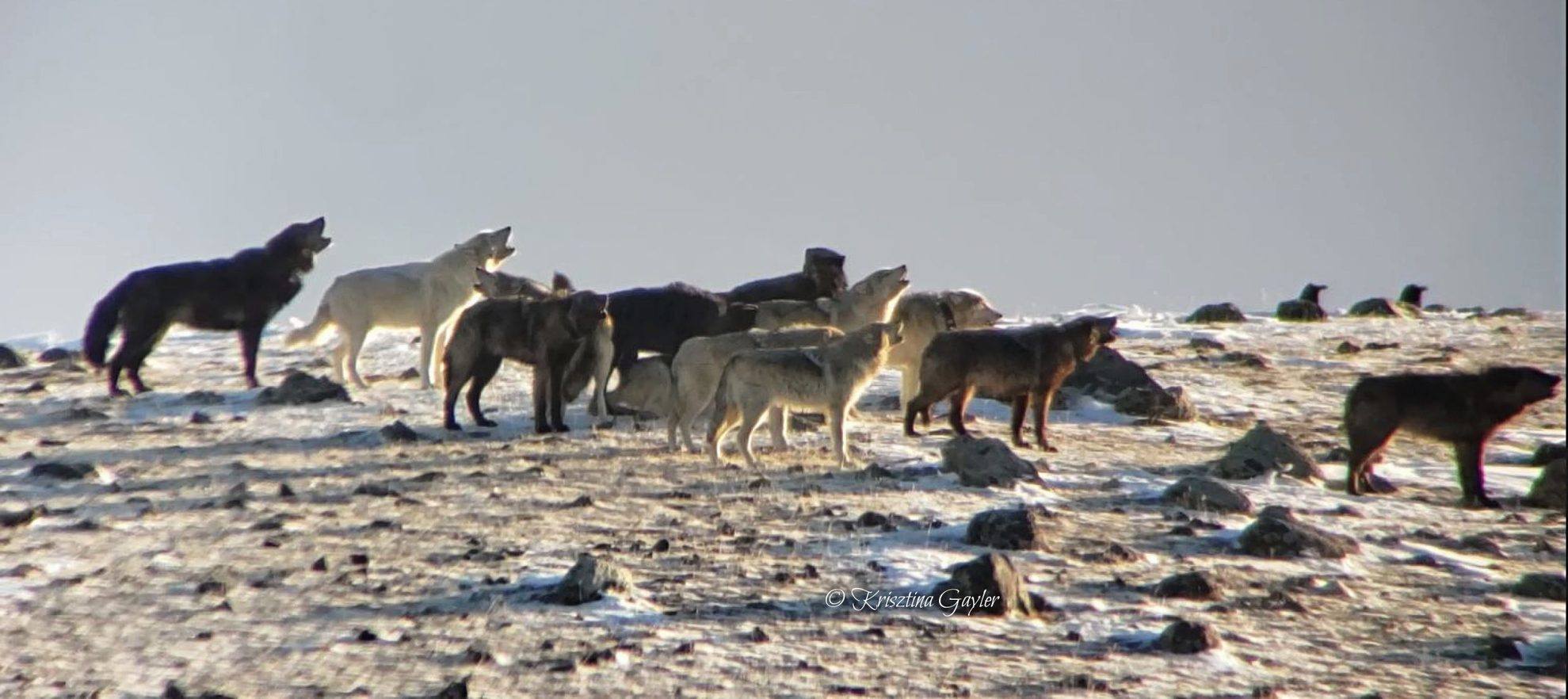 Photo Essay: Wolves - Rewilding