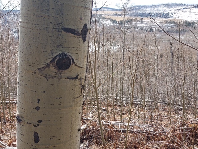 Aspen are thick on the slopes of Escudilla Mountain. (Photo George Wuerthner)