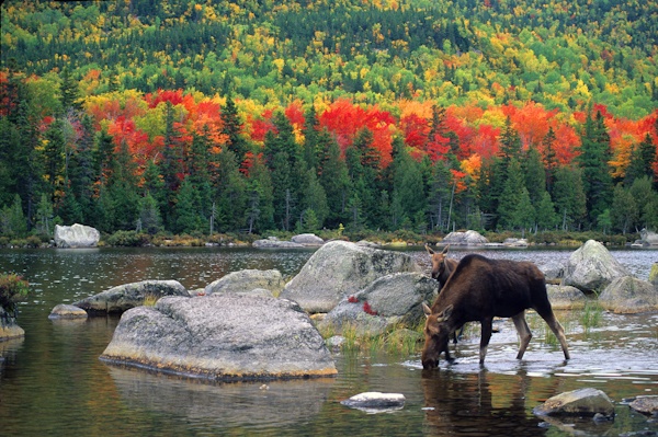 Moose are one of the charismatic species found in the Maine Woods. (Photo George Wuerthner)