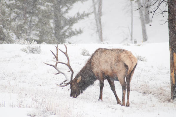 Elk were extripated from Arizona, but were restored to the state with an introduction of 83 animals from Yellowstone in 1913. Descendents of that reintroduction now roam Escudilla Mountain. (Photo George Wuerthner)