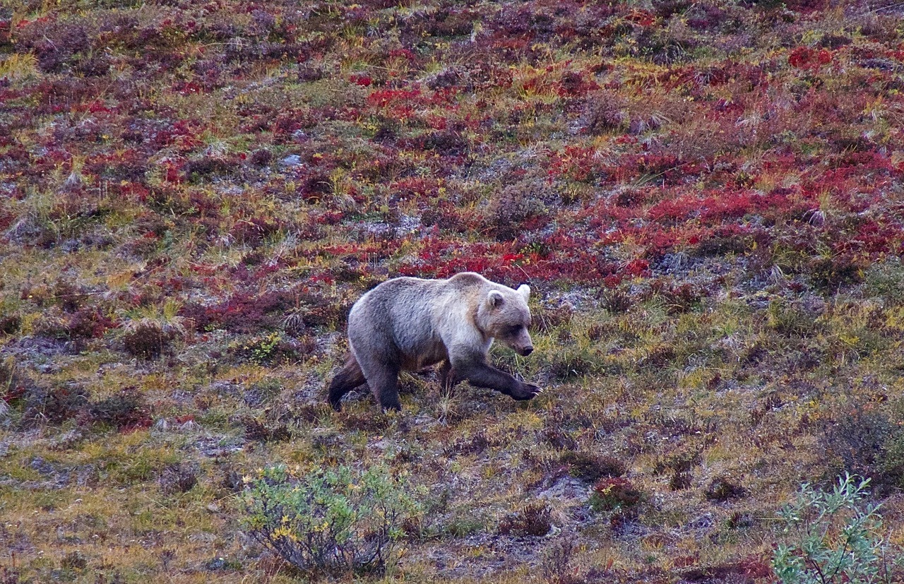 Wilderness-dependent species such as grizzlies and Mountain goats are increasingly isolated by population growth on private lands adjacent to and surrounding protected enclaves. Isolated populations are vulnerable to inbreeding depression, genetic drift and environmental perturbations that ordinarily wouldn’t threaten larger populations in more continuous wild habitats. (c) Howie Wolke