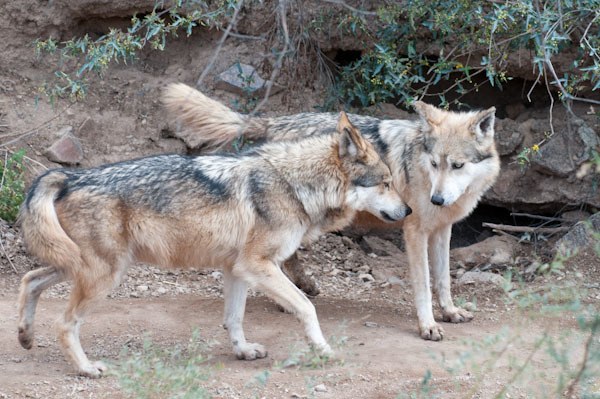 Mexican wolves have been transplanted to the Greater Gila Ecosystem as well as back into Mexico. (Photo George Wuerthner)