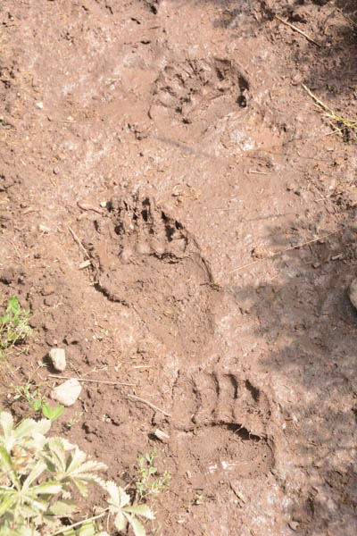 I look forward to the day when I might again, like Leopold, see grizzly tracks in the mud on Escudilla Mountain. (Photo George Wuerthner)
