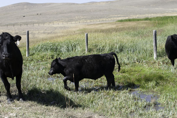 Cattle trampling and compacting a riparian area in Montana.