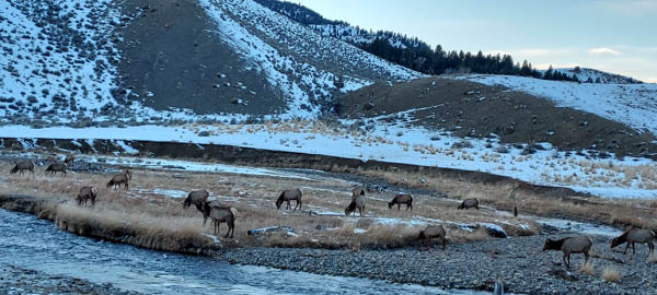 Elk along Gardiner River, Yellowstone NP