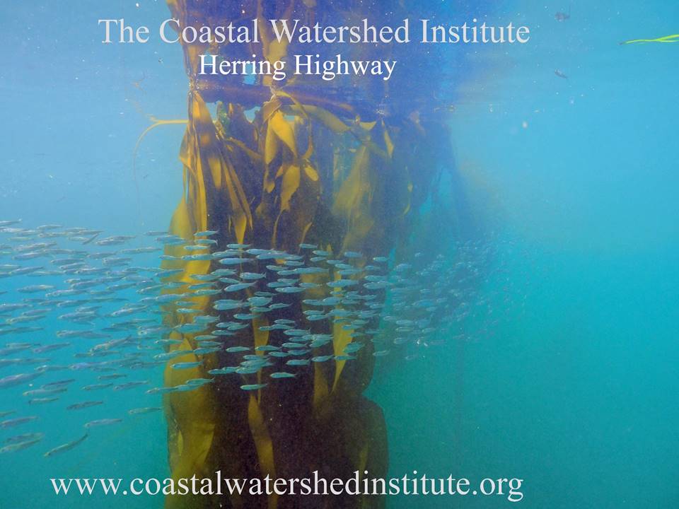 Herring Highway Coastal Watershed Institute (CWI)