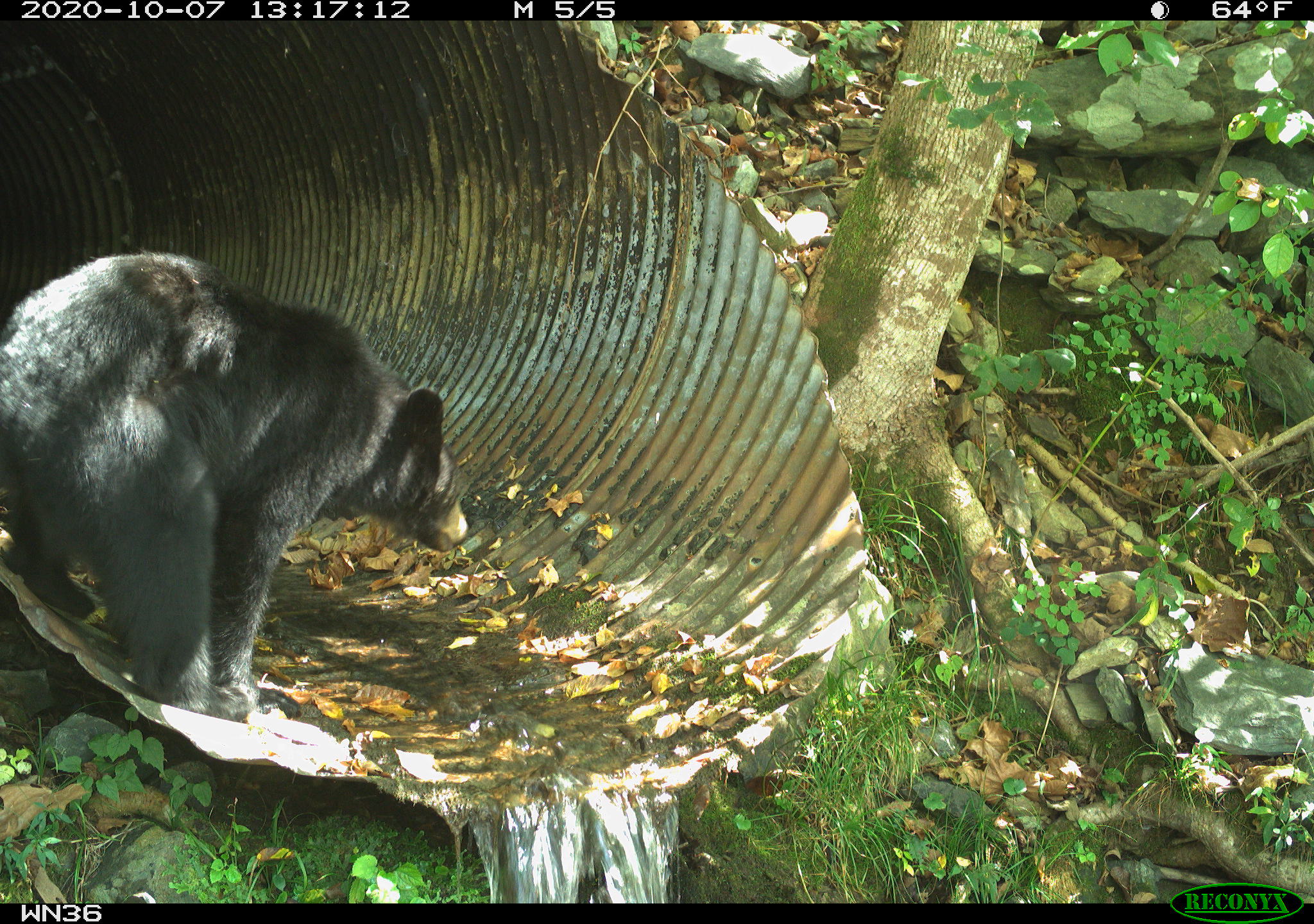 A black bear explores a culvert in this photo captured by one of the research team’s motion-activated camera traps. Photo: Wildlands Network / NPCA