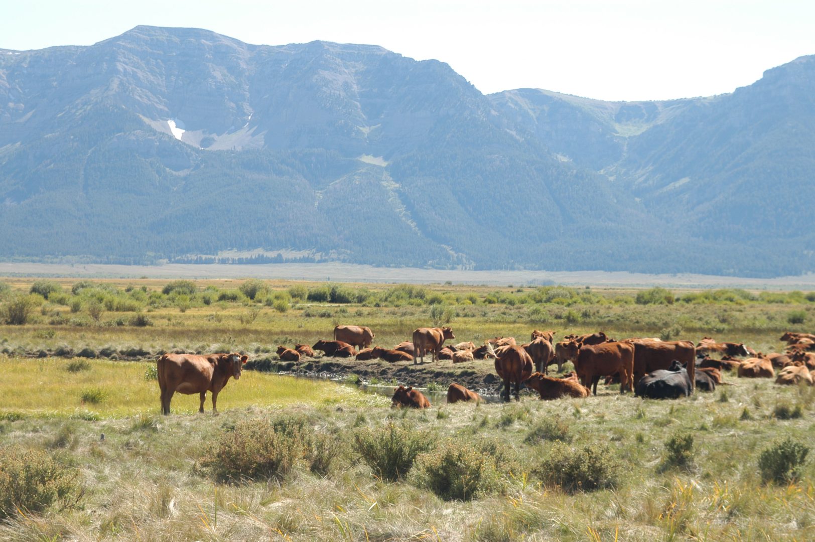 A Greater Yellowstone National Park Proposal Rewilding