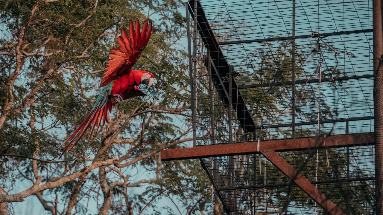 red-and-green macaws