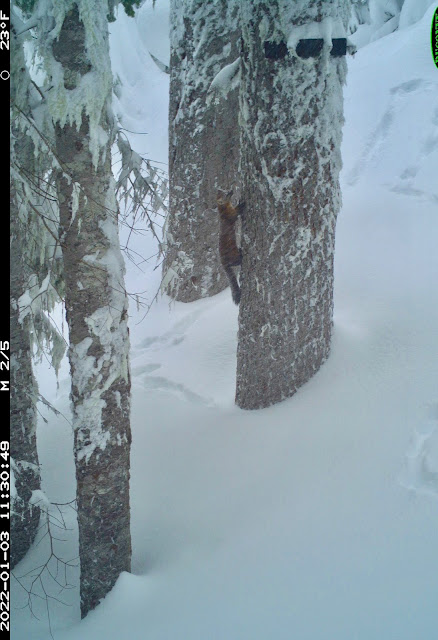 A Pacific marten visits a scent dispenser at Olympic National Forest in January 2022
