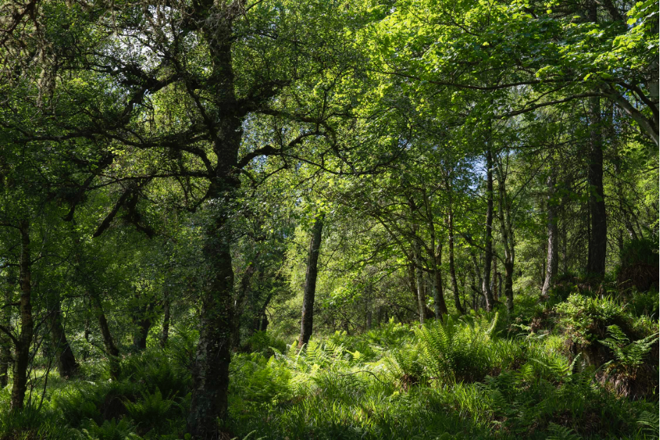 Native woodland which is being restored and expanded across both sites