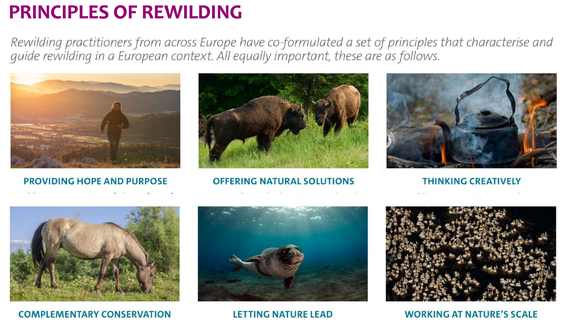 A slide from Rewilding Europe's Presentation at California Rewilding Summit, Nov. 2022