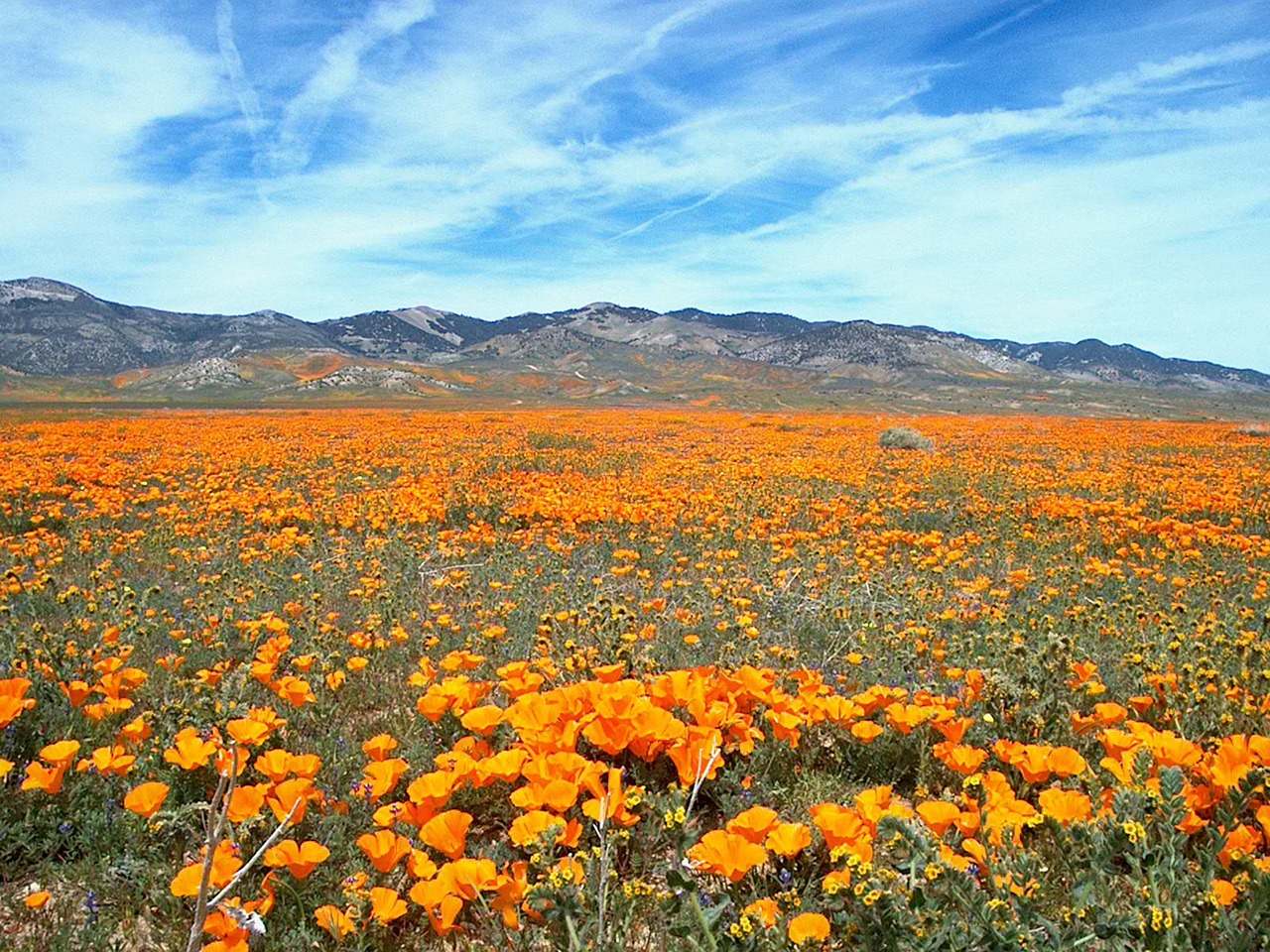 Field of flowers in California