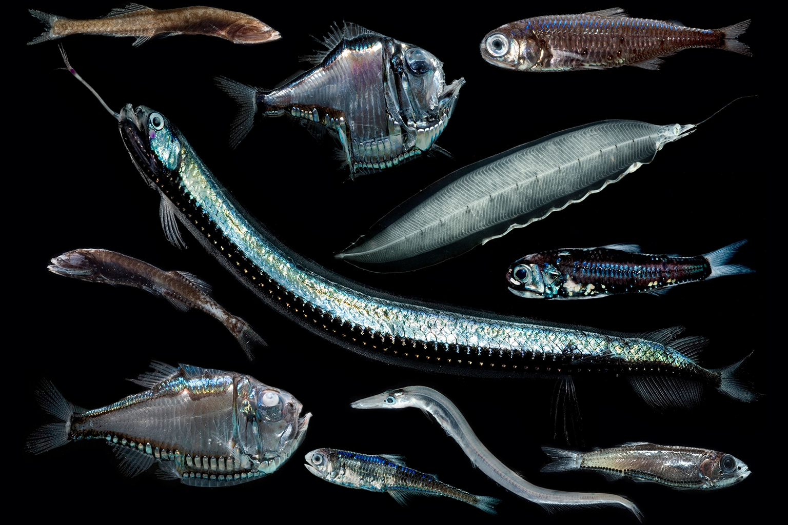A variety of mesopelagic fish. By breathing and defecating across the ocean depths, mesopelagic fish play a crucial role shuttling carbon into the deep sea, in a process called the biological pump. Image courtesy of Dante Fenolio.