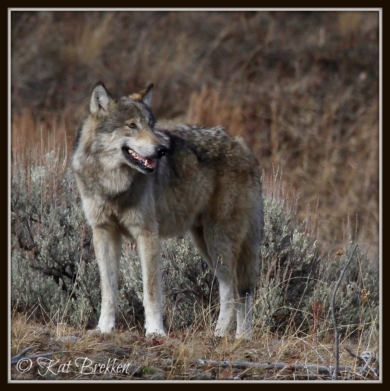 My great friend, Kat Brekken took this photo of 911M, the former alpha male of Junction Butte family. She was my strong support the day he died and always.