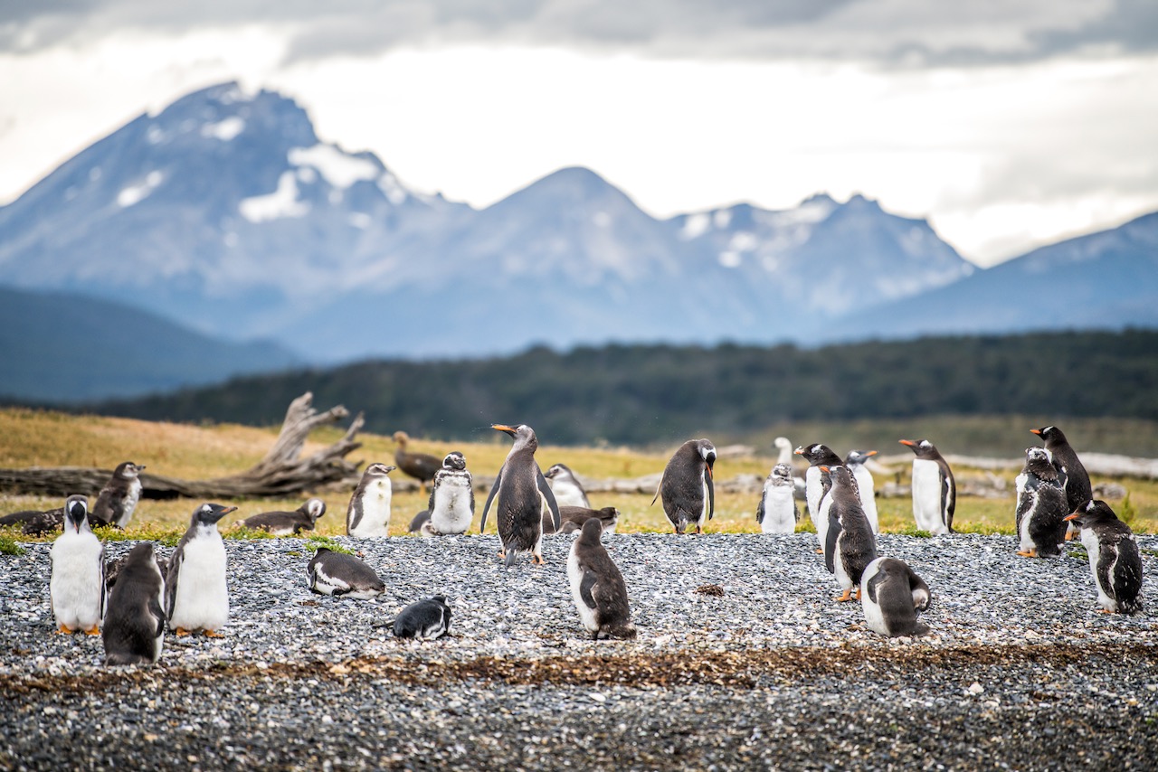 Penguins on Peninsula Mitre by Joel Rayero