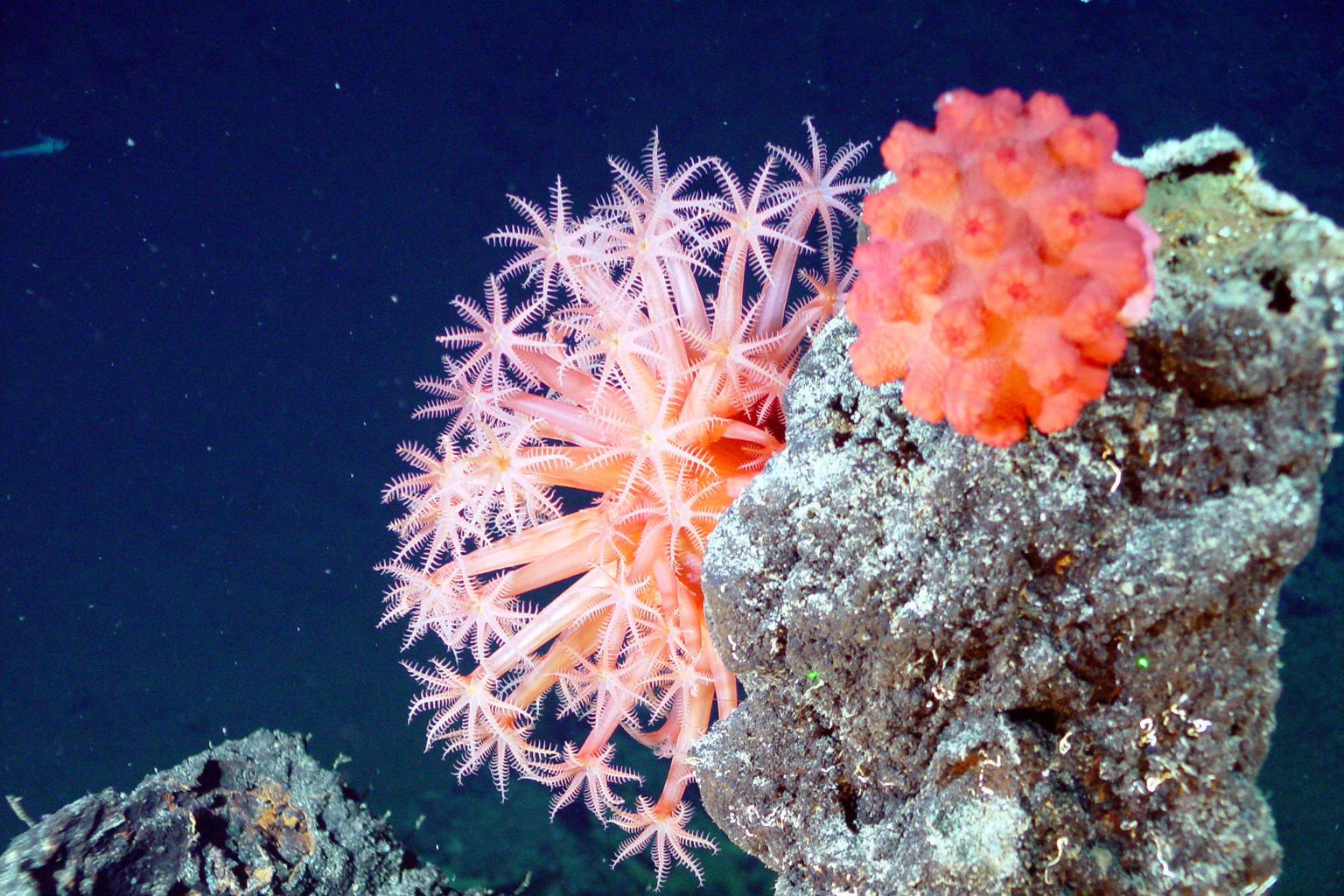 Cold water corals in the deep sea. The interrelationships between plant and animal species are very complex, and can impact carbon storage in varied ways. Image by Submarine Ring of Fire 2002, NOAA/OER via Flickr (CC BY-SA 2.0).