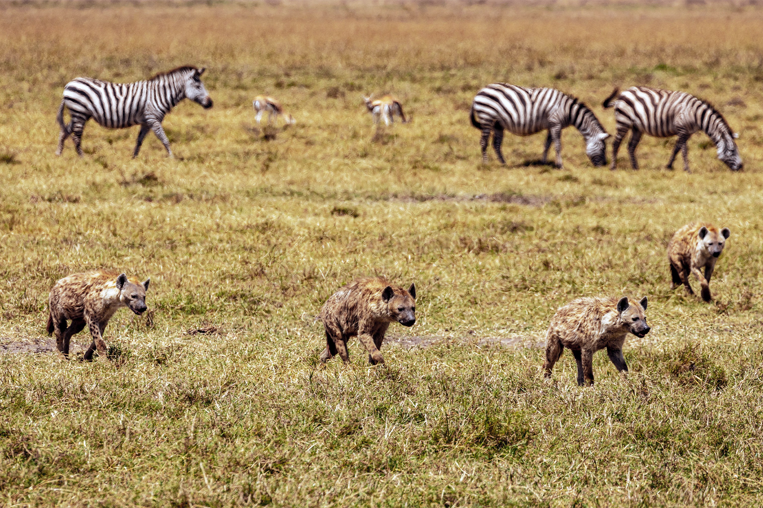 Zebras and hyenas in Ngorongoro, Tanzania. Apex predators, at the top of the food chain, despite their relatively small numbers, often have the greatest impact on shaping an ecosystem. Image by MARIOLA GROBELSKA via Unsplash (Public domain).