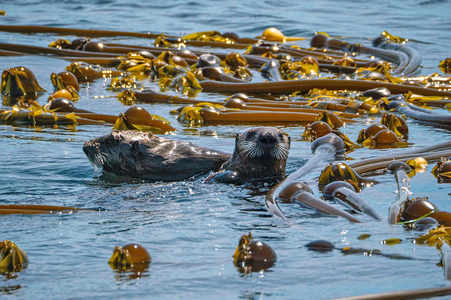 The sea otter is another apex predator with a big influence on the plant world. It helps control sea urchins, which, if left unchecked, can devour whole kelp forests, one of the planet’s most effective carbon sinks. Image by Kieran Wood via Unsplash (Public domain).