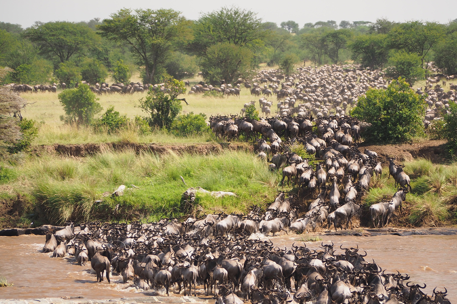 The great wildebeest migration crossing the Mara River in Serengeti National Park, Tanzania. Creatures great and small, from wildebeests to wolves, spiders and whales to mesopelagic fish, are all important to the carbon cycle. Image by Jorge Tung via Unsplash (Public domain).