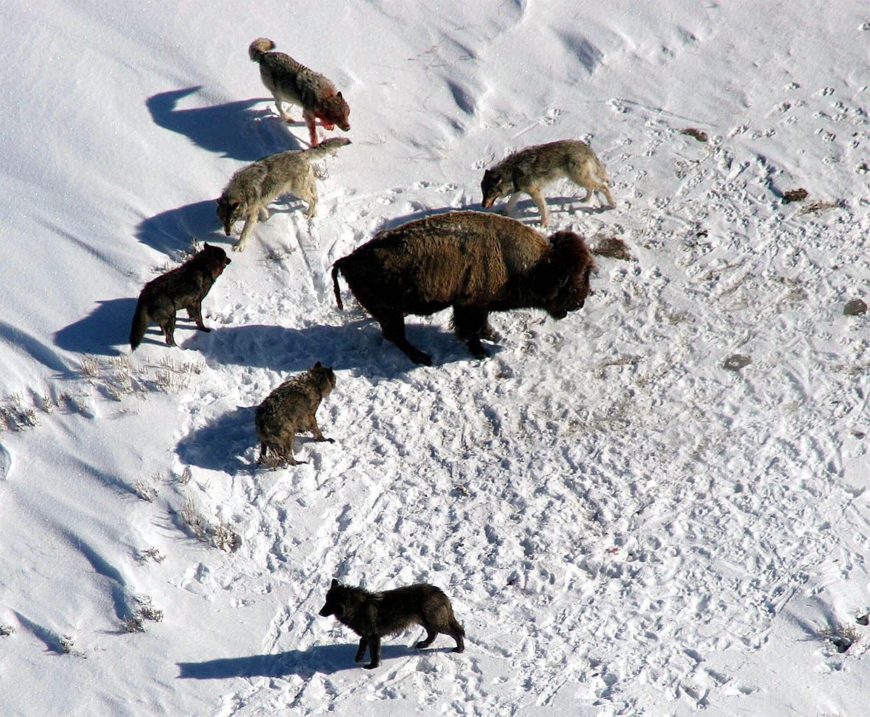 Wolves hunting a bison. Wolves are a pivotal predator, but their effect on carbon sequestration can be very different depending on the environment in which they’re hunting. Image by colfelly via RawPixel (Public domain).