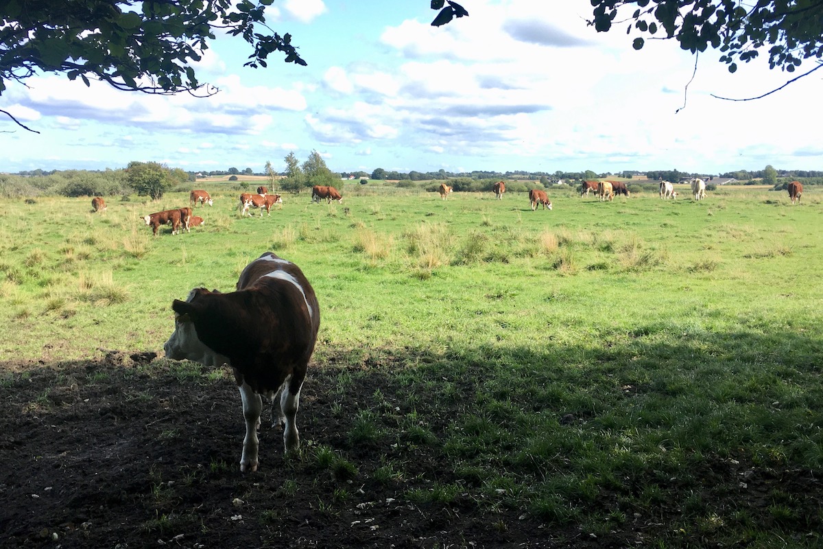 Conservation grazing to maintain a pastoral landscape in North Zealand, Denmark (photo: author)