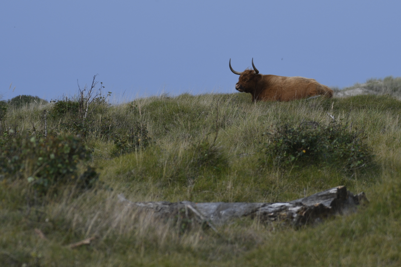 Large grazer used to maintain heathland at Denmark's Melby Overdrev (photo: author)