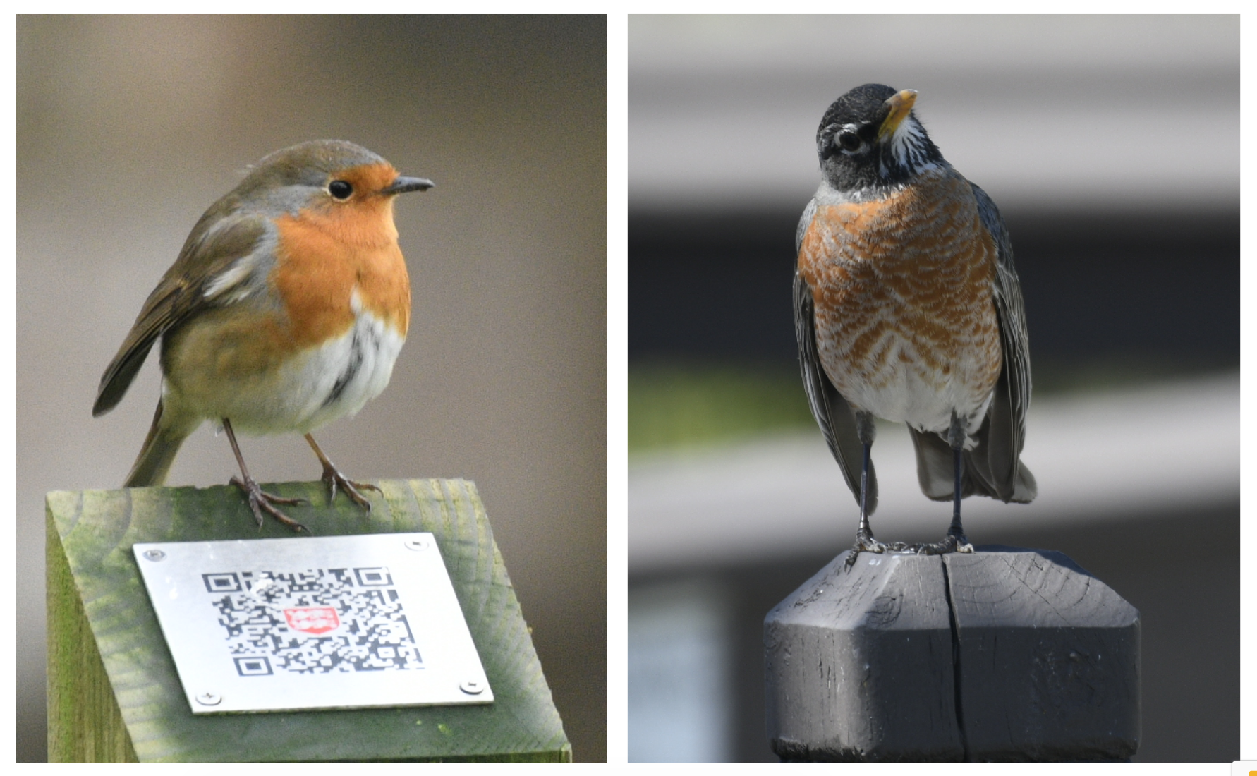 Juxtaposition of the European and American Robin