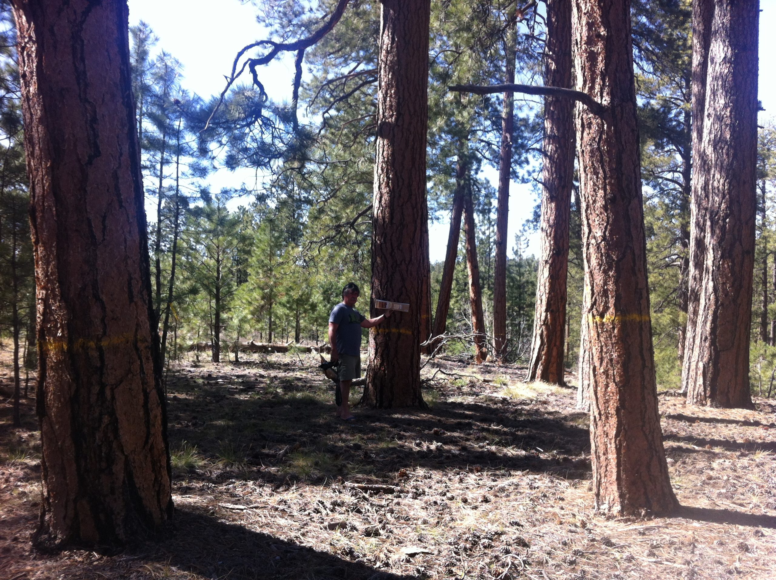 Kim Crumbo in old-growth Ponderosa Pine, North Rim Grand Canyon
