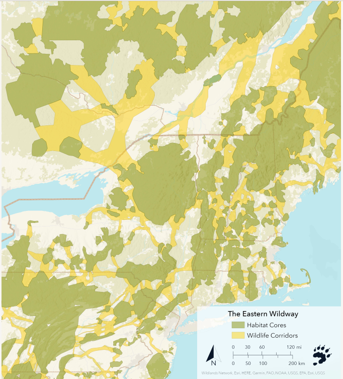 Northeast wildways vision from Wildlands Network