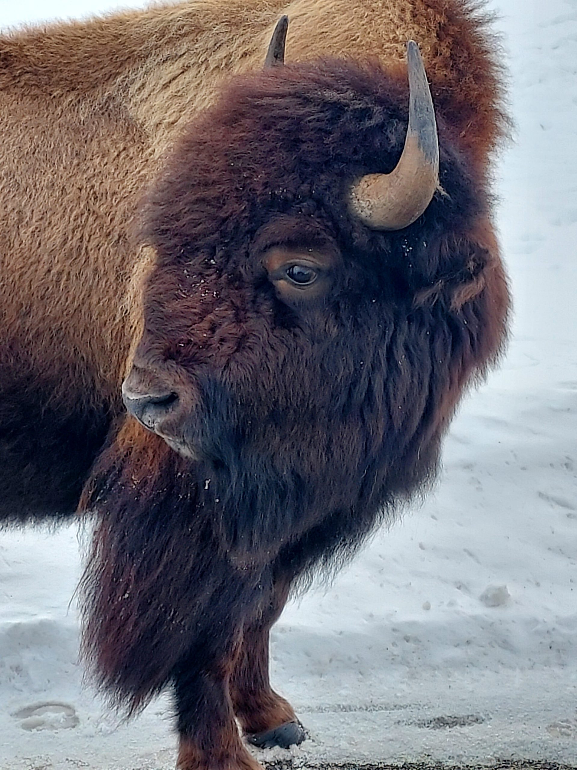Yellowstone bison are a globally unique animal. Harsh winters can drive bison out of the park where they are often killed. (Photo: George Wuerthner)