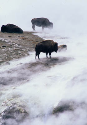 Some bison survive the winter by frequenting Yellowstone’s thermal basins, where snow is lower, and temperatures can be warmer. (Photo: George Wuerthner)