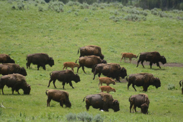 Bison herd in Yellowstone National Park. (Photo George Wuerthner)