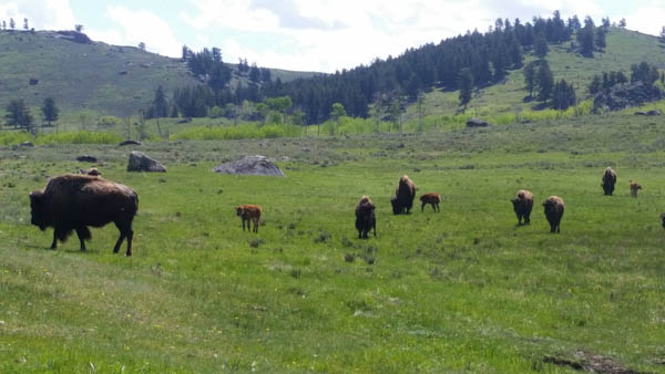 Bison herd in Lamar Valley, Yellowstone National Park. (Photo: George Wuerthner)