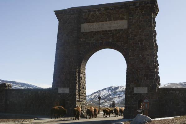Bison migrating through Roosevelt Arch entrance at Gardiner, Montana. (Photo: George Wuerthner)