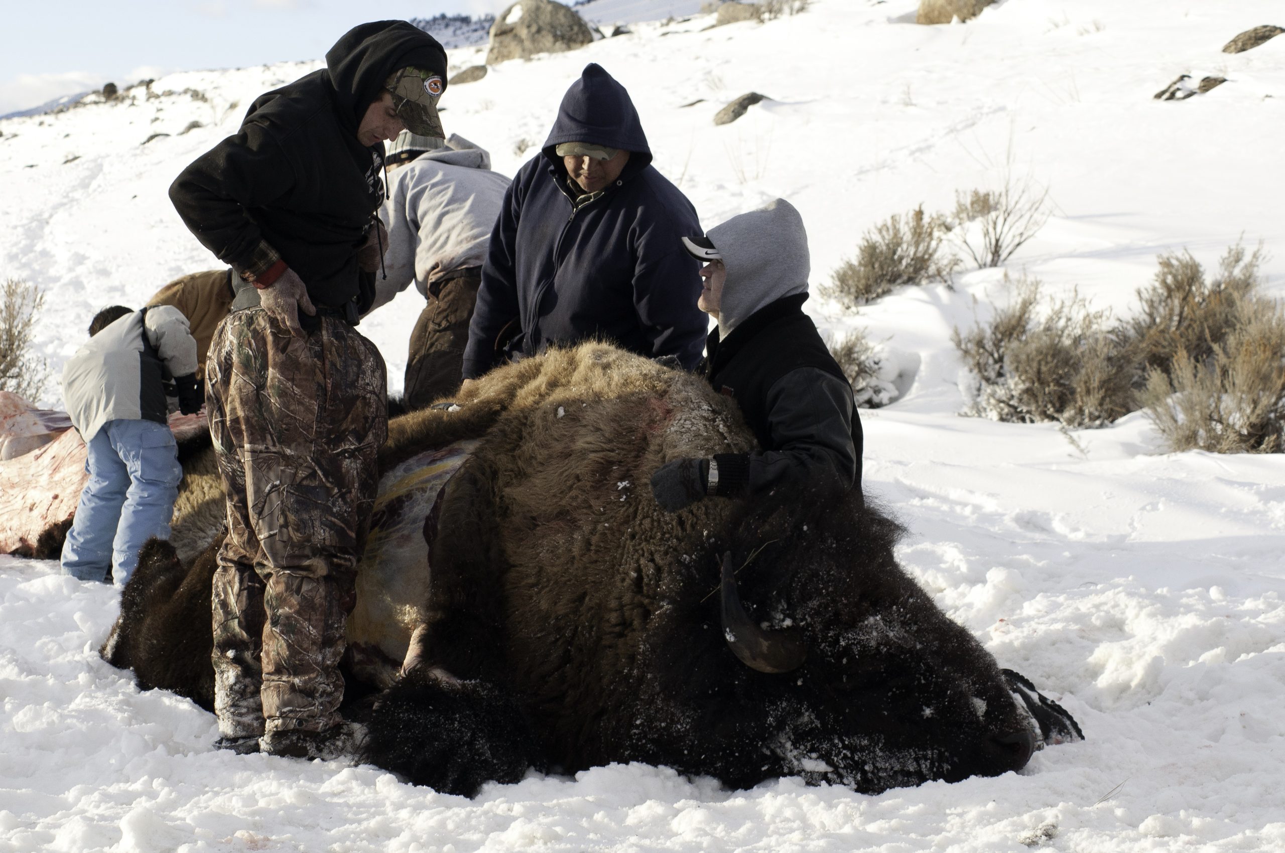 Tribal members butcher a Yellowstone bison killed just outside of Yellowstone National Park. (Photo: George Wuerthner)