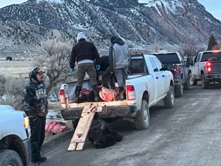 Tribal members have killed hundreds of bison as they seek to migrate to snow-free areas near Gardiner, Montana. (Photo: George Wuerthner)